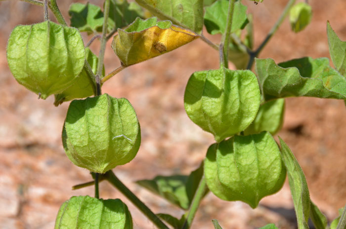 Ivyleaf Groundcherry has “lantern” like husks that are sepals that continue to grow as the fruit matures. Some of the plants in Physalis are sometimes call “Chinese Lanterns”. Physalis hederifolia Ivyleaf Groundcherry has “lantern” like husks that are sepals that continue to grow as the fruit matures. Some of the plants in Physalis are sometimes call “Chinese Lanterns”. Physalis hederifolia